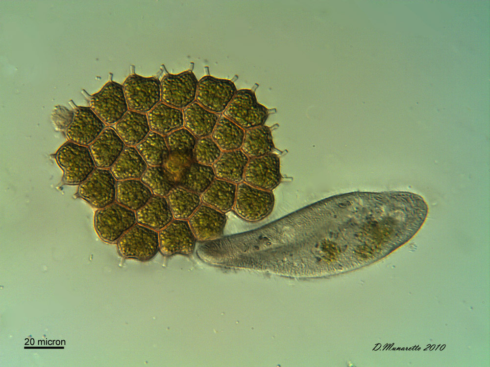 Paramecium con Pediastrum